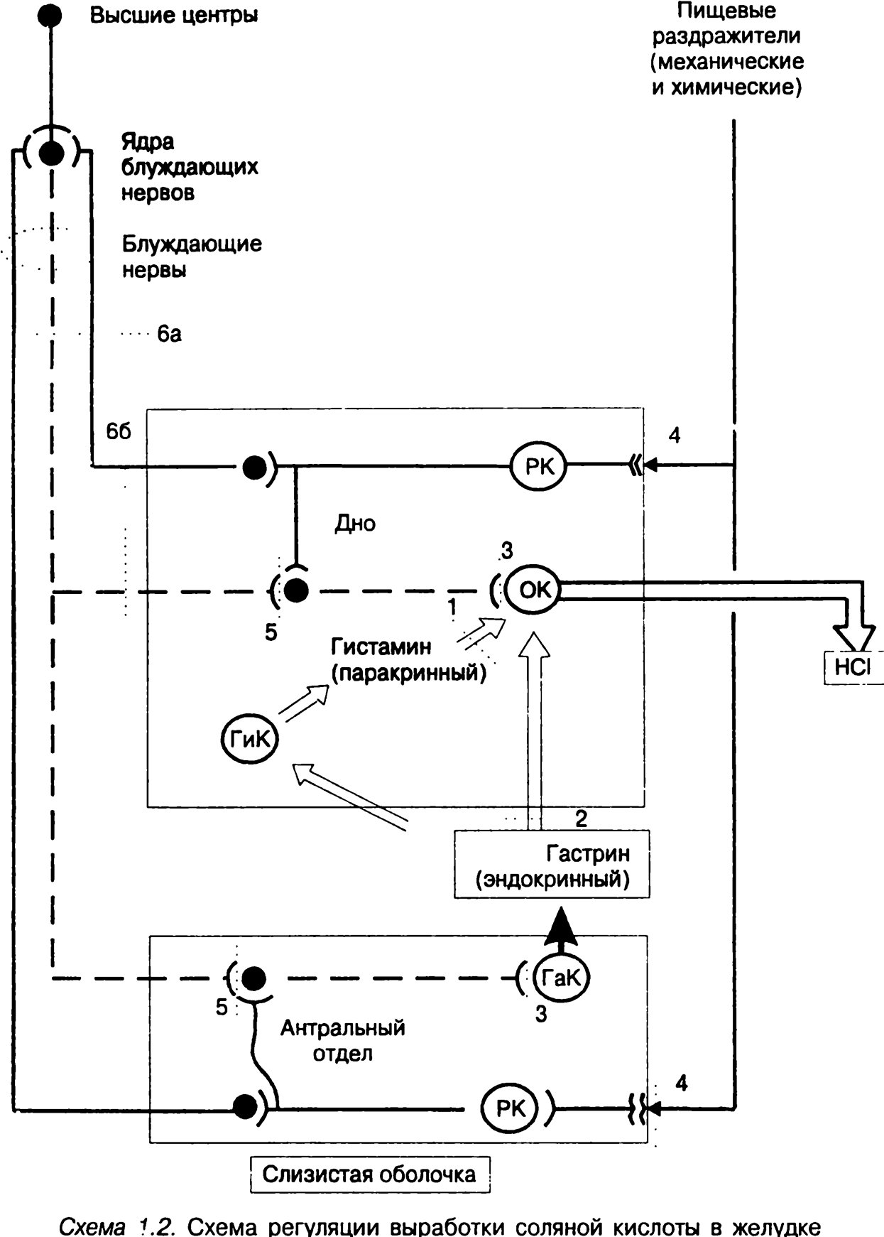 Схема регуляции выработки соляной кислоты в желудке