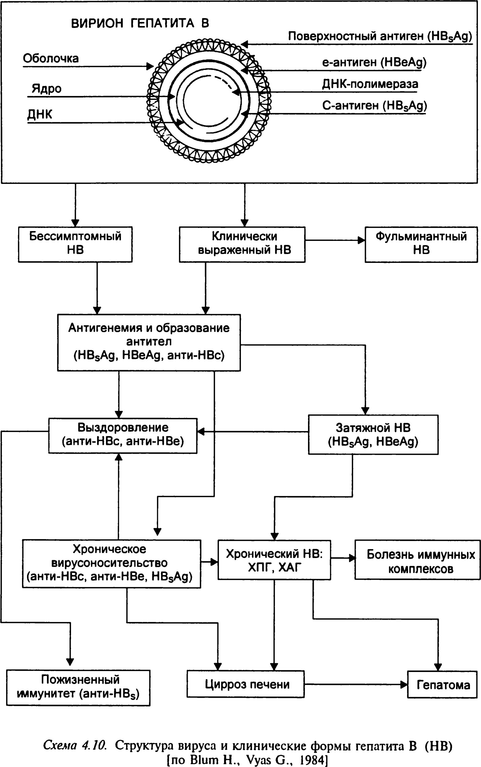 Структура вируса и клинические формы гепатита B (HB)